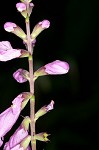 Eastern false dragonhead