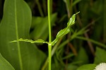 Eastern false dragonhead