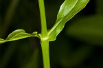 Eastern false dragonhead