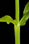 Eastern false dragonhead