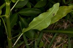 Eastern false dragonhead