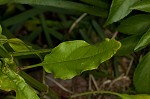 Eastern false dragonhead