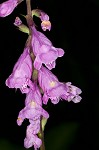 Eastern false dragonhead