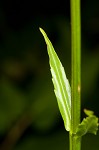 Eastern false dragonhead