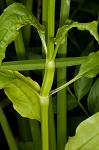 Eastern false dragonhead