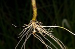 Eastern false dragonhead