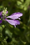 Obedient plant