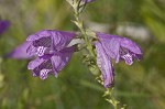 Obedient plant