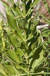 Obedient plant