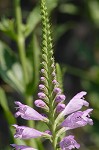 Obedient plant