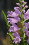 Obedient plant