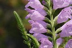 Obedient plant