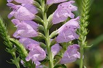 Obedient plant