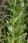 Obedient plant