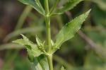 Obedient plant