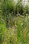 Obedient plant