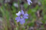 Blueflower butterwort