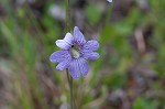 Blueflower butterwort