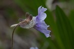 Blueflower butterwort