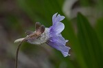 Blueflower butterwort