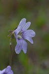 Blueflower butterwort