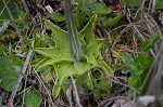 Blueflower butterwort