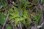 Blueflower butterwort