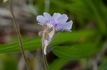 Blueflower butterwort