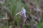 Blueflower butterwort