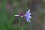 Blueflower butterwort