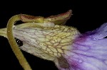 Blueflower butterwort