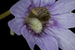 Blueflower butterwort