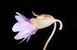 Blueflower butterwort