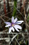 Swamp butterwort