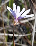 Swamp butterwort