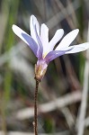 Swamp butterwort