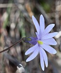 Swamp butterwort