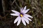 Swamp butterwort