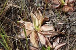 Swamp butterwort