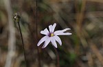 Swamp butterwort