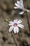 Swamp butterwort