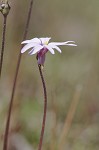 Swamp butterwort