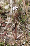 Swamp butterwort