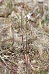 Swamp butterwort