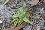 Small butterwort