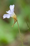 Small butterwort