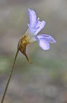 Small butterwort