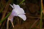 Small butterwort