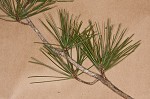 Shortleaf pine