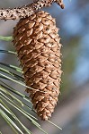 Loblolly Pine